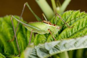 A green cricket on raspberry leaf photo