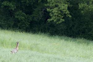 Isolated Roe Deer while jumping on the grass photo