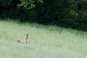 Isolated Roe Deer while jumping on the grass photo