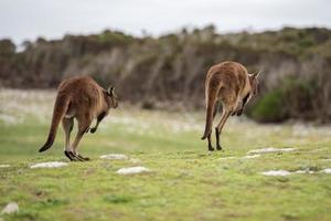 Kangaroo portrait while jumping on grass photo