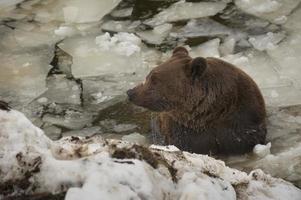 A black bear brown grizzly portrait in the snow while swimming in the ice photo