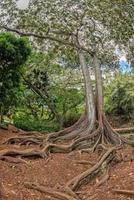 Inside tropical rainforest in Hawaii photo