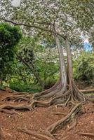 dentro de la selva tropical en hawaii foto