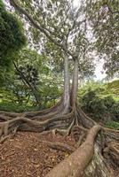 Inside tropical rainforest in Hawaii set of pirates of caribbean photo