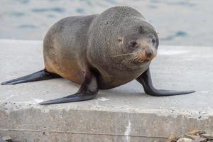 retrato de cierre de foca de piel de australia mientras gruñe foto