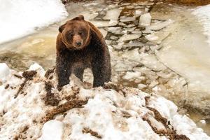 bear portrait in the frozen lake while stretching photo