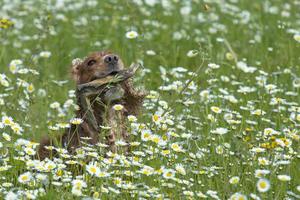 Isolated english cocker spaniel on daisy background photo