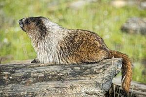 retrato de la marmota canadiense de las montañas rocosas foto