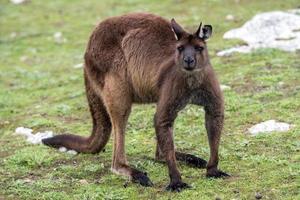 Kangaroo looking at you on the grass background photo