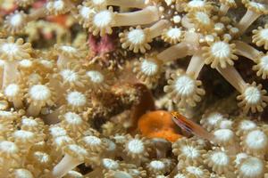 A colorful fish on hard coral macro in Cebu Philippines photo