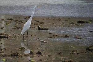 White egret heron portrait photo