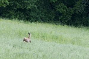 A dog chasing a Deer while jumping on the grass photo