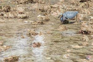 Blue black heron portrait hunting in swallow