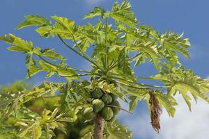 papaya on a tree ready for harvest photo