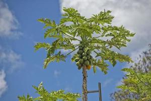 papaya on a tree ready for harvest photo