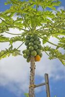 papaya on a tree ready for harvest photo