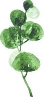 Watercolor green eucalyptus branch with leaves clipart isolated vector
