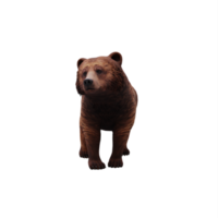 3d Bear isolated png