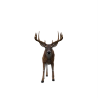 cerf 3d isolé png