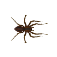 aranha de pesca isolada png