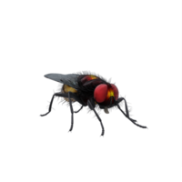 3d Housefly exotic isolated png