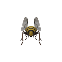 3d honey bee isolated png