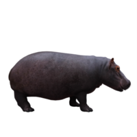 3d hippopotamus isolated png