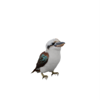 pássaro 3d kookaburra isolado png