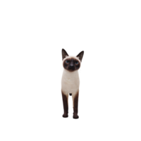 3d Siamese Cat isolated png