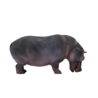 hipopótamo 3d isolado png