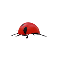 coccinelle 3d isolée png