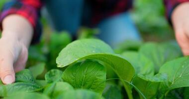 Close up shot, Selective focus hands of young Female Agricultural Wear plaid shirt checking weed and insects in row of salad green leaf in organic vegetable farm, copy space video