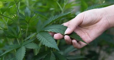 Handheld close up shot, Hand of female touching on cannabis or Marijuana leave moving with the wind, Shallow depth of field and blurred background. video