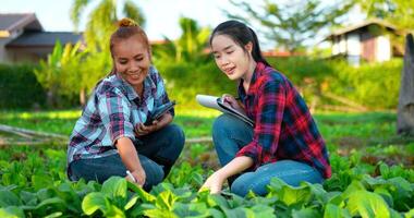 dos jóvenes camisas a cuadros de ropa agrícola usan bolígrafo digital con tableta y papel en el portapapeles revisando la plantación mientras trabajan en una granja orgánica, hablan y sonríen con felicidad juntos, agricultor inteligente video