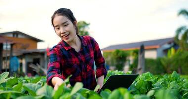 tiro portátil, camisa xadrez de roupa agrícola feminina jovem usa laptop enquanto trabalha em fazenda orgânica, verificando folhas verdes e sorria com um fazendeiro feliz e inteligente com o conceito de dispositivo de tecnologia video