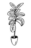 Vector image of hand drawn ficus lyrata.Ficus on isolated background.Hand drawn doodle. Vector