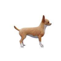 3d chihuahua isolato png