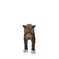3d jaguar isolated png