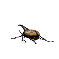 3d Dynastes Hercules png