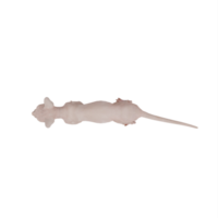 3d sphynx katt isolerat png