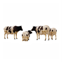 3D-Kühe isoliert png