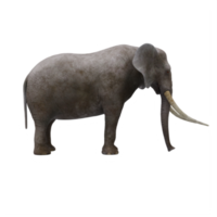 elefante 3d aislado png