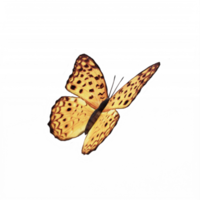 3d Butterfly isolated png