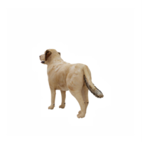 3d golden retriever isolated png