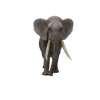 elefante 3d isolado png