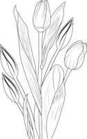 ramo de flores de tulipán dibujado a mano ilustración de boceto vectorial arte de tinta grabado colección de rama de hoja botánica aislada en la página de color de fondo blanco y libros. vector