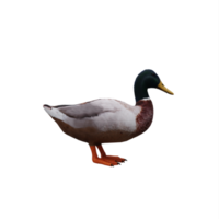 Mallard Duck isolated png