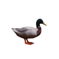 pato real aislado png