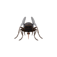 abeja de miel 3d aislada png