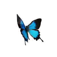 borboleta azul cobalto 3d isolada png